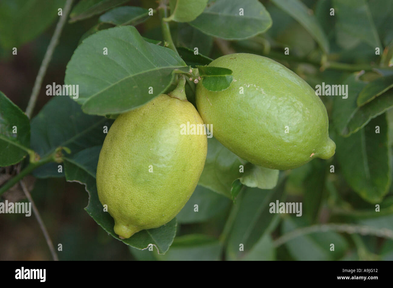 ANG99451 Fruit Lemon Citrus limon Family Rutaceae Stock Photo