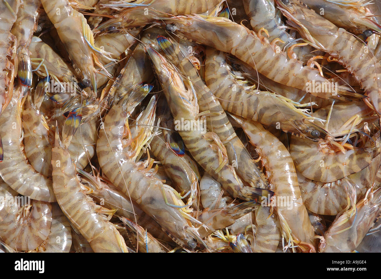 Raw Black Tiger Prawn Shrimp Penaeus monodon Stock Photo