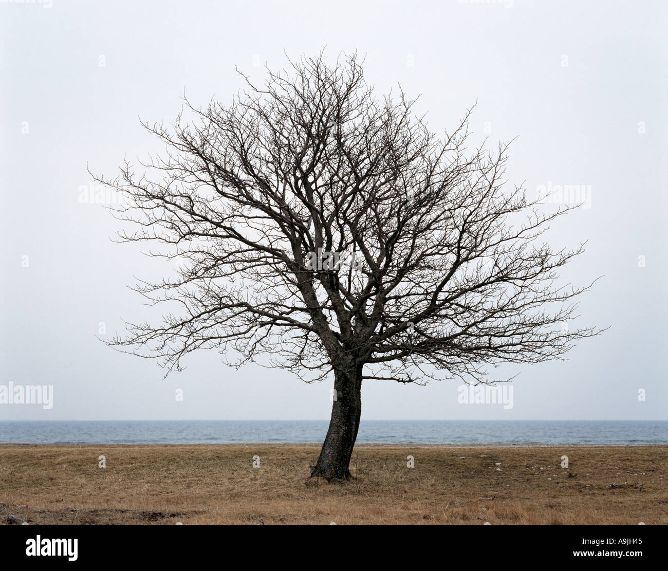 Tree Without Leaves High Resolution Stock Photography and Images - Alamy
