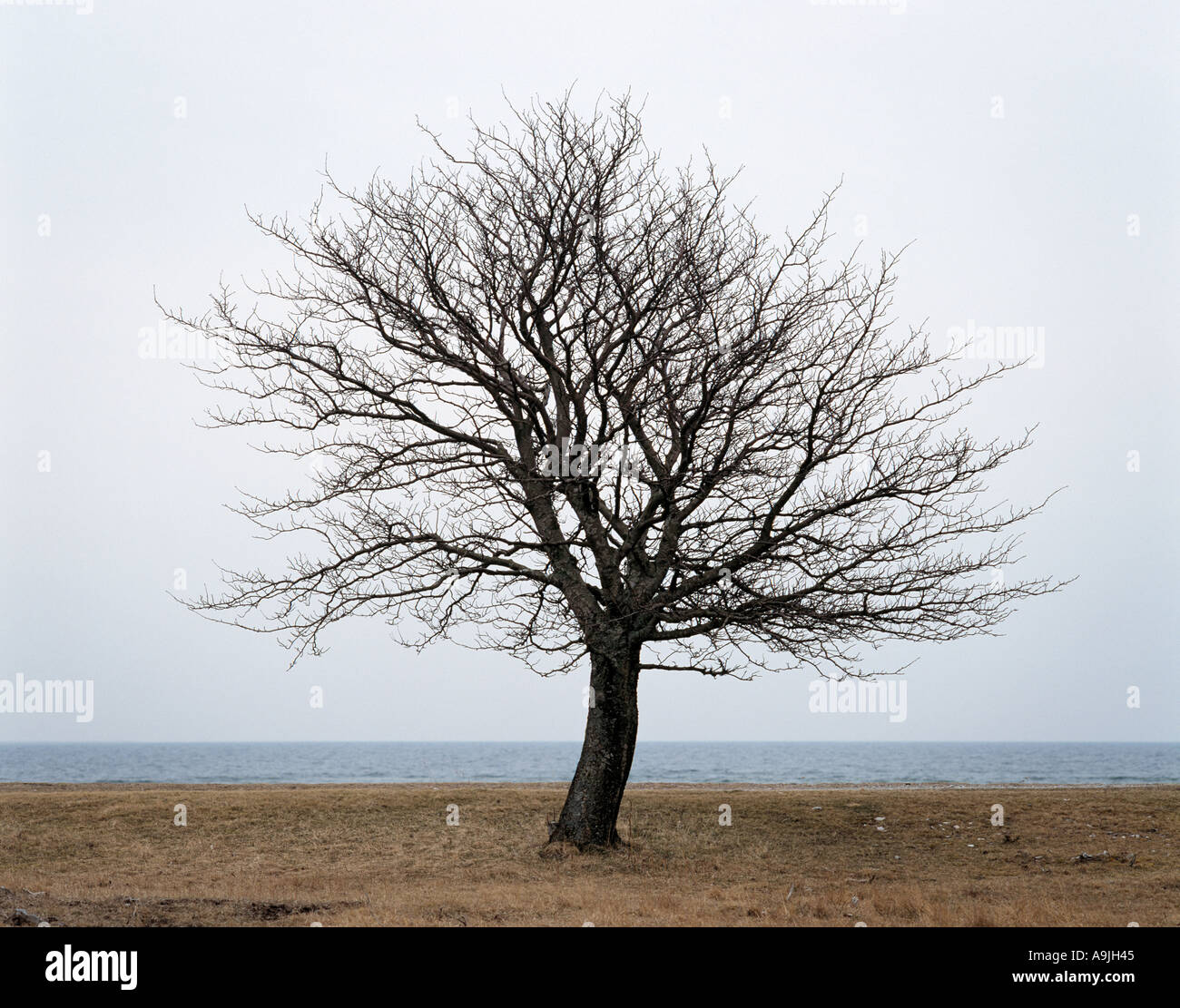Tree Without Leaves Tree Without Leaves