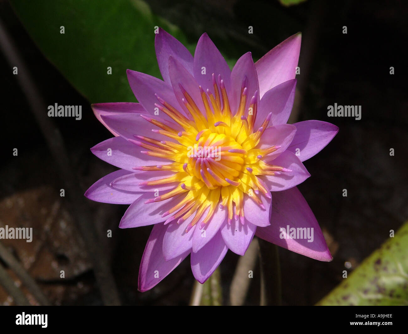 Pink lotus the national flower of india hi-res stock photography and ...