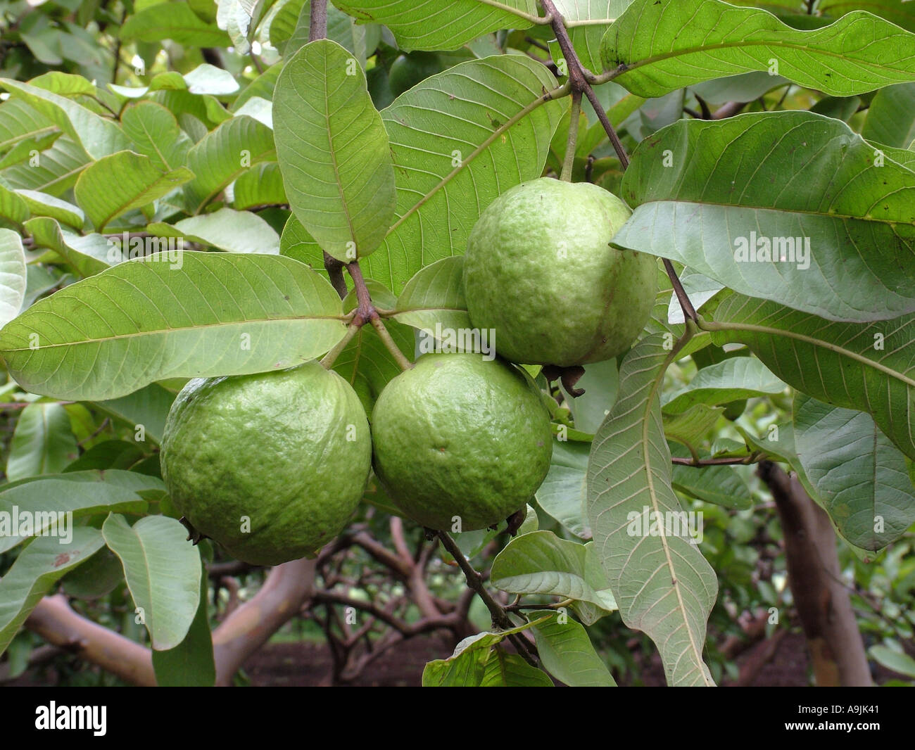 Jambu Fruit Tree jambu-fruit-tree