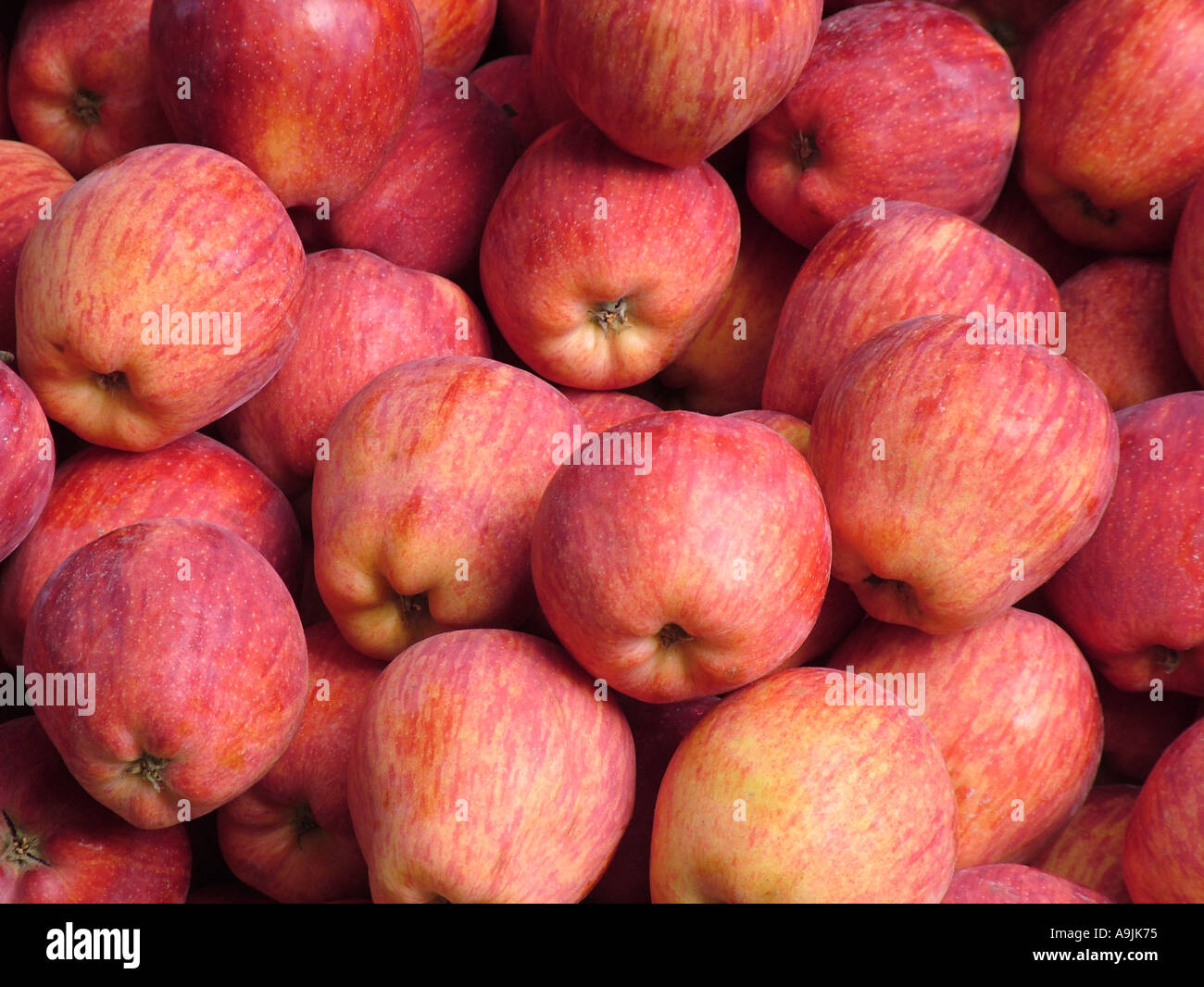 Apple fruits Stock Photo