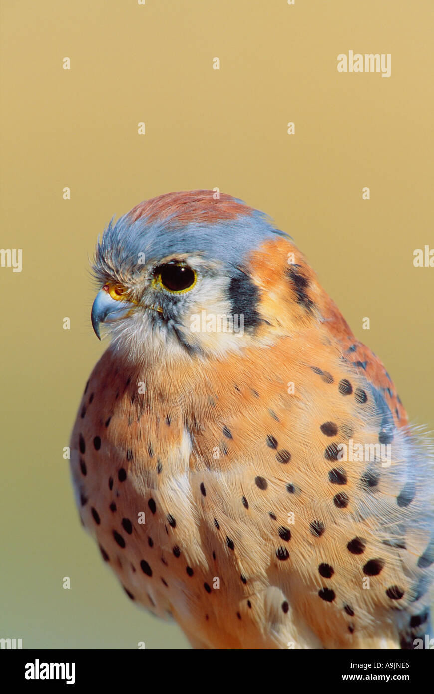 American kestrel portrait-Note-Captive subject. Stock Photo