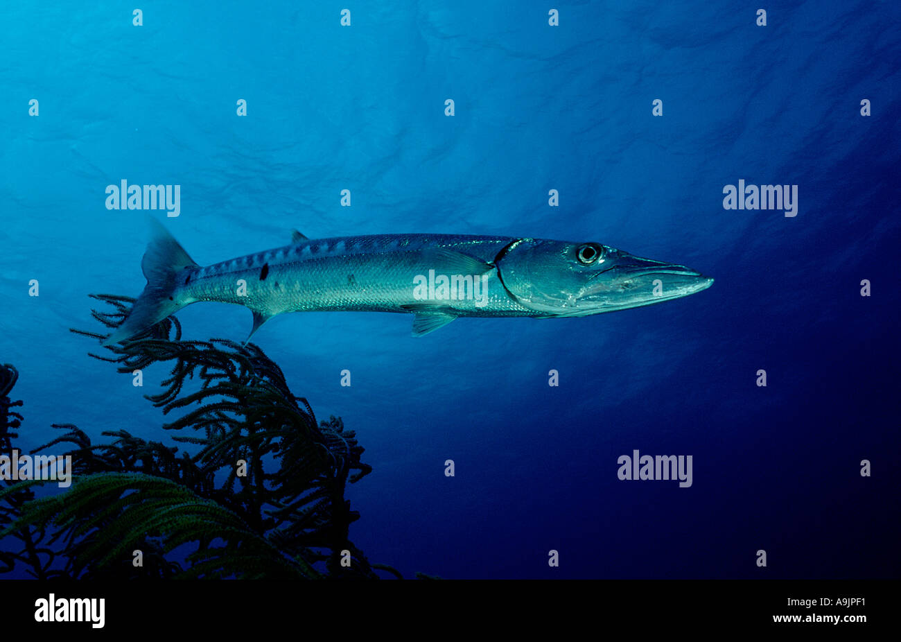 Great Barracuda Sphyraena Barracuda Stock Photo - Alamy