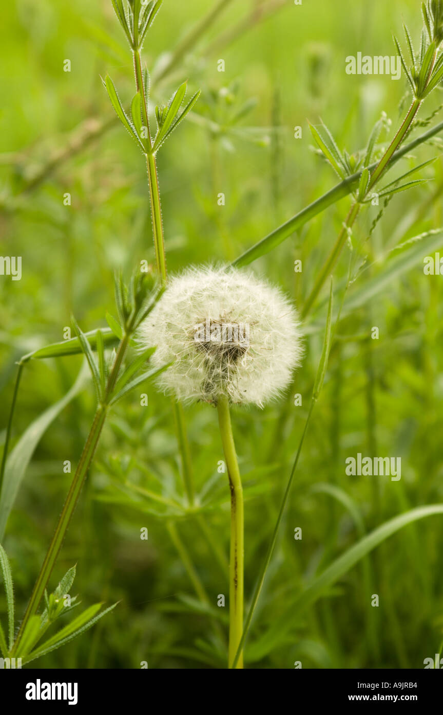 Dandylion clock hi-res stock photography and images - Alamy