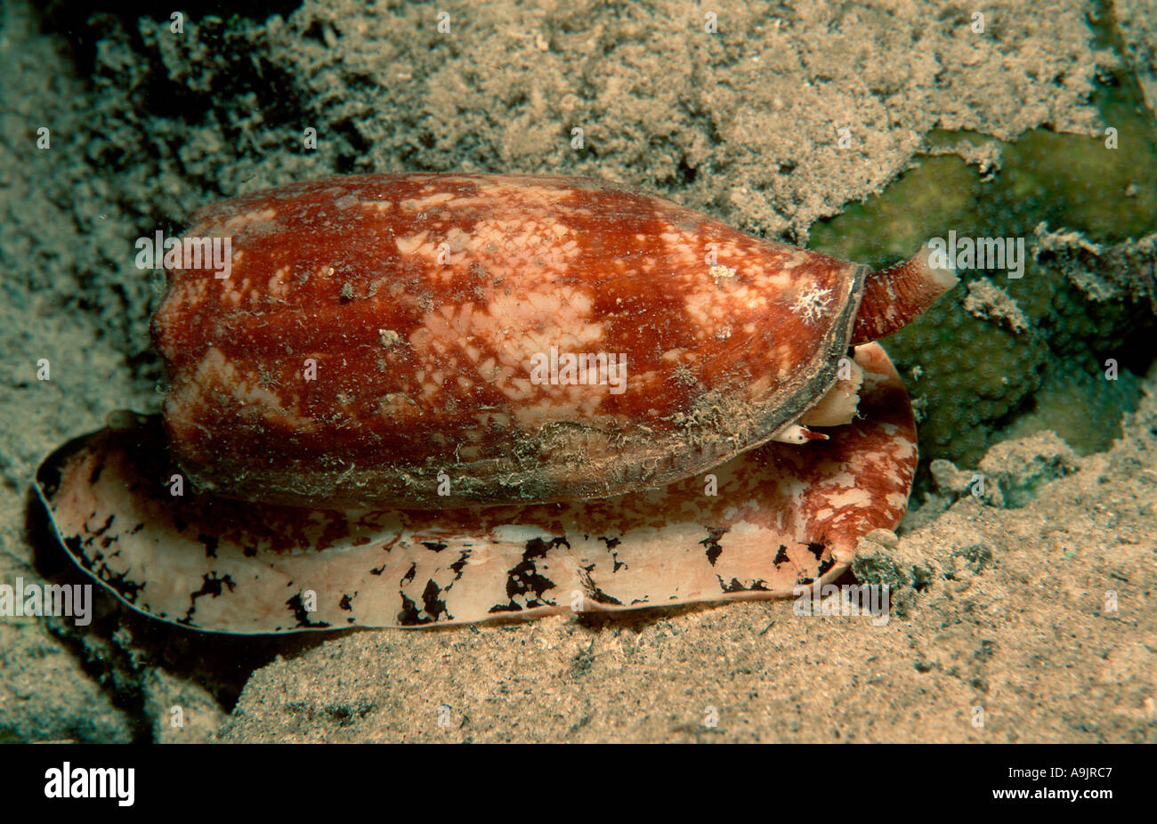 Front Gilled Snails Conus geographus Stock Photo
