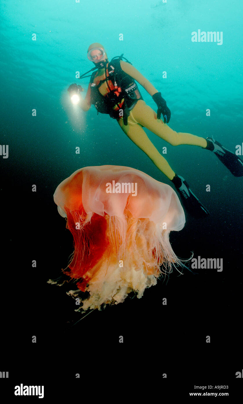 Scuba diver and jellyfish Stock Photo Alamy