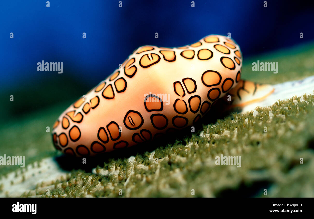 Sea snail Cyphoma gibbosum Stock Photo