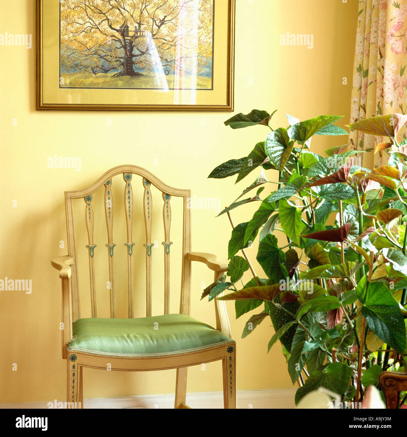 Decorative light wood chair with green cushion below picture on wall in corner of room with tall green begonia plant Stock Photo