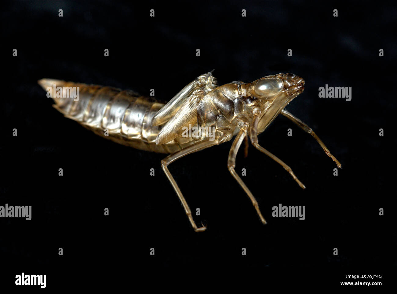 Dragonfly Nymph Shell Stock Photo - Alamy