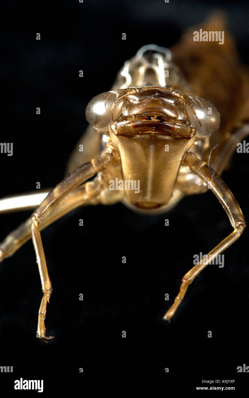 Dragonfly Nymph Shell Stock Photo - Alamy
