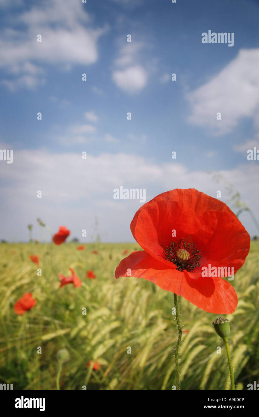 Field of flower hi-res stock photography and images - Alamy