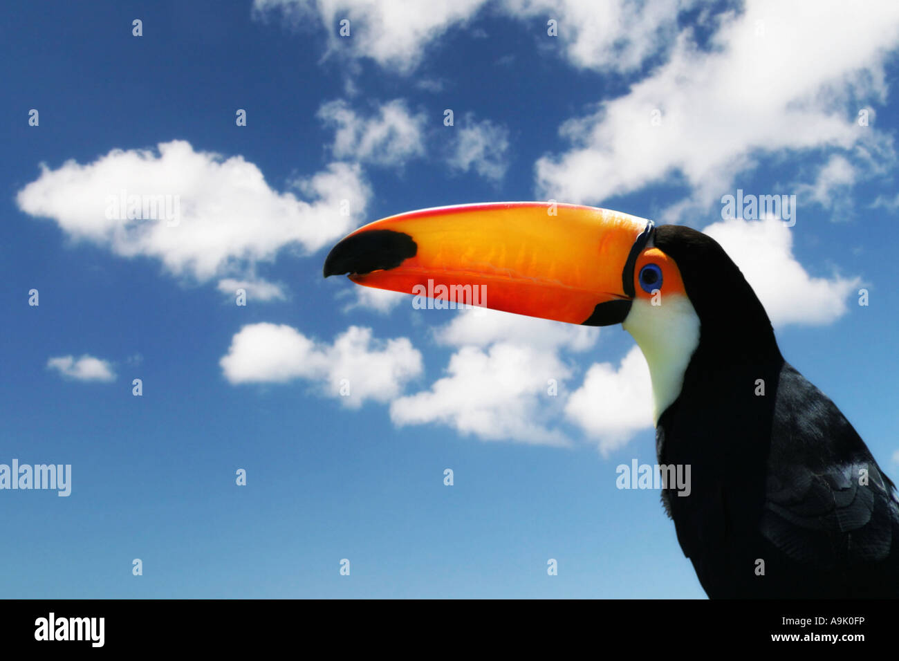 toucan on a sky background Stock Photo
