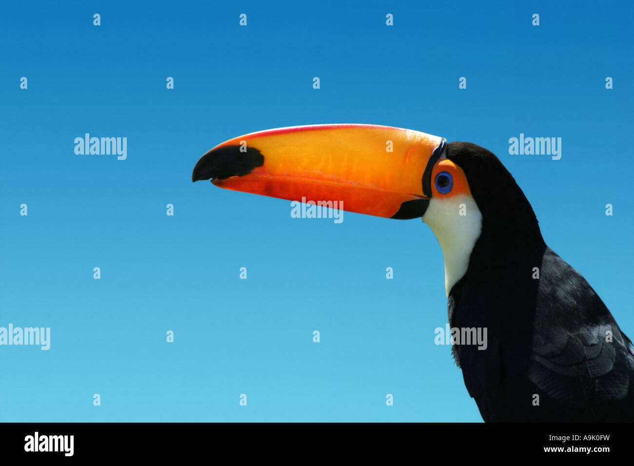 toucan on a blue background Stock Photo