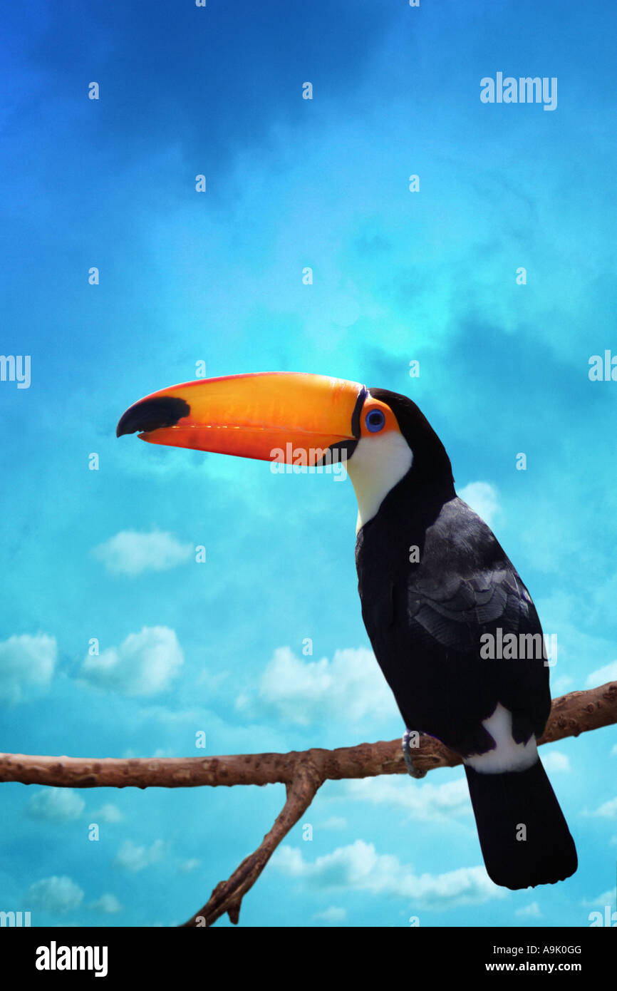 toucan perched on a branch Stock Photo