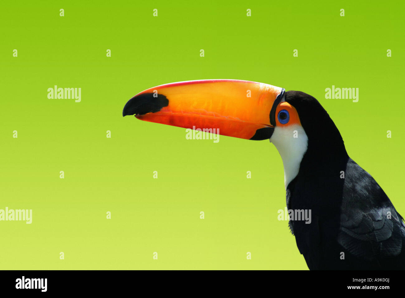 toucan on a green background Stock Photo