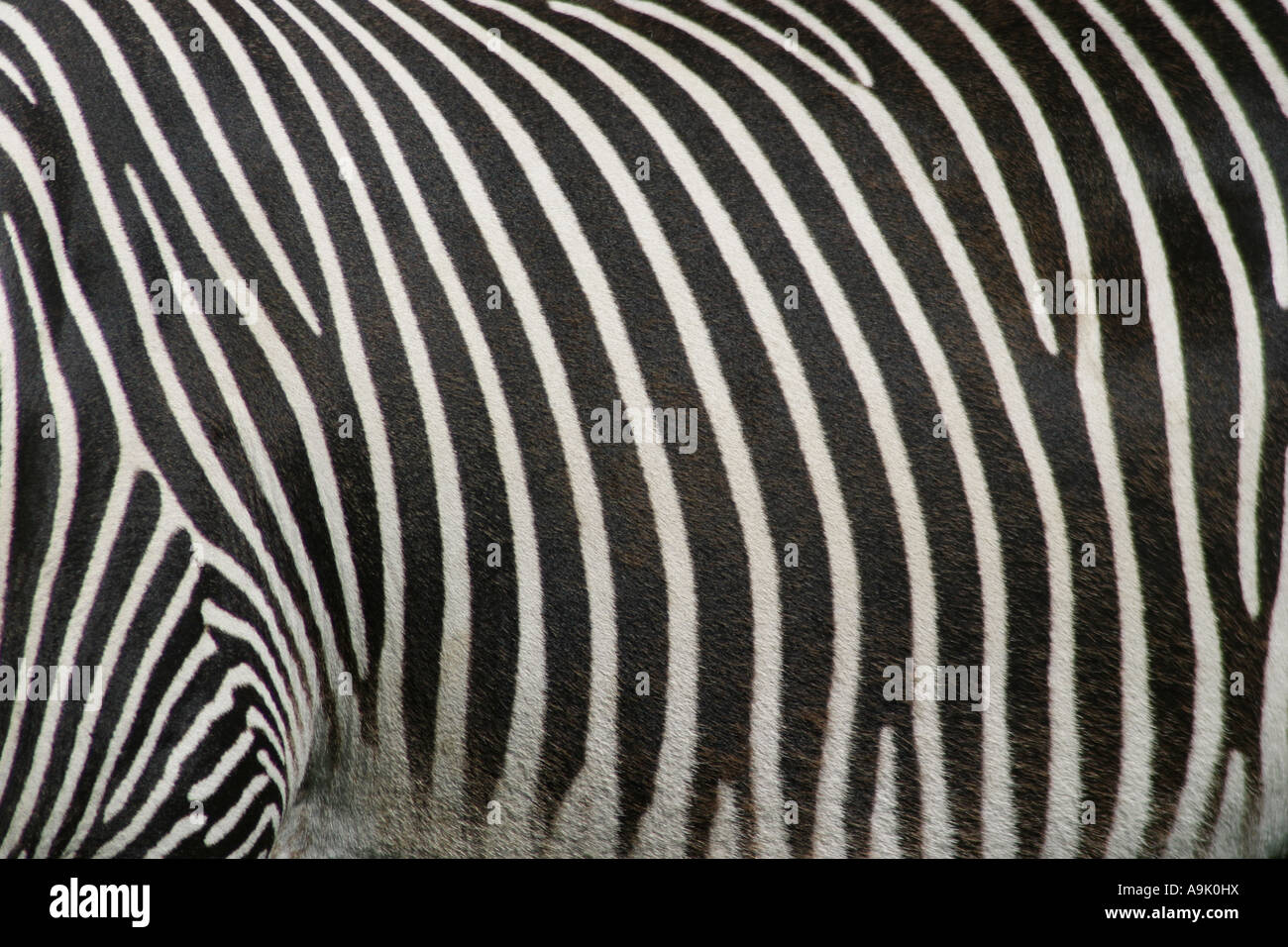 close up of the black and white pattern on a zebra Stock Photo