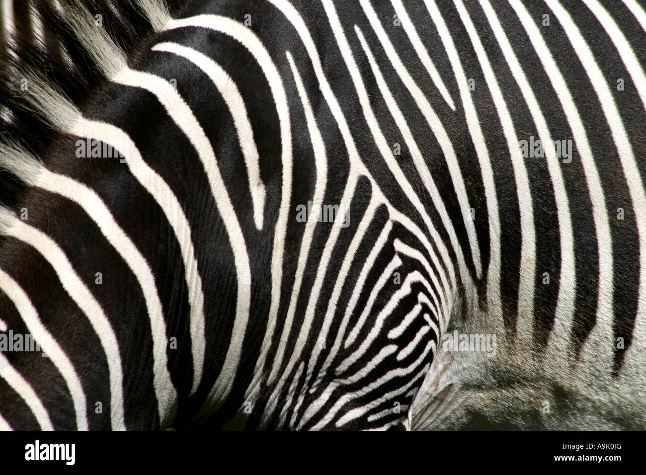 close up of the black and white pattern on a zebra Stock Photo