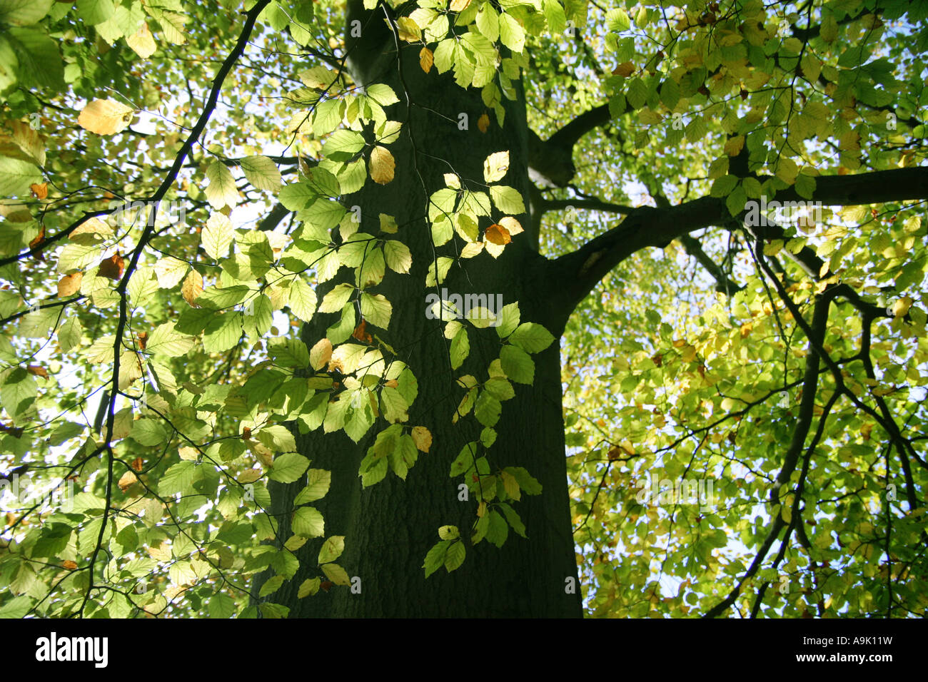 sunlight shinging through the leaves Stock Photo