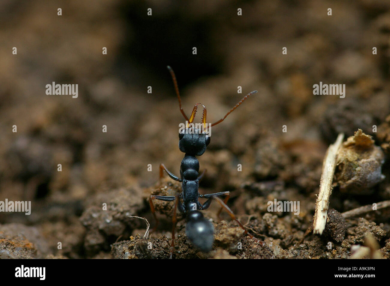 Jumping Jack Ant, Myrmecia sp Stock Photo Alamy