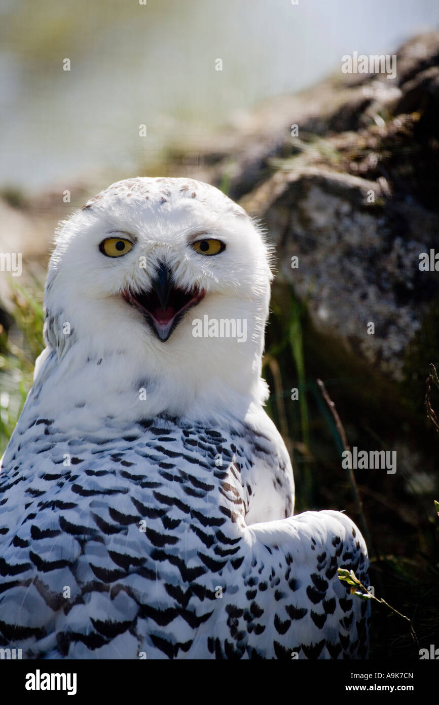 Snowy Owl Bubo scandiacus Stock Photo - Alamy