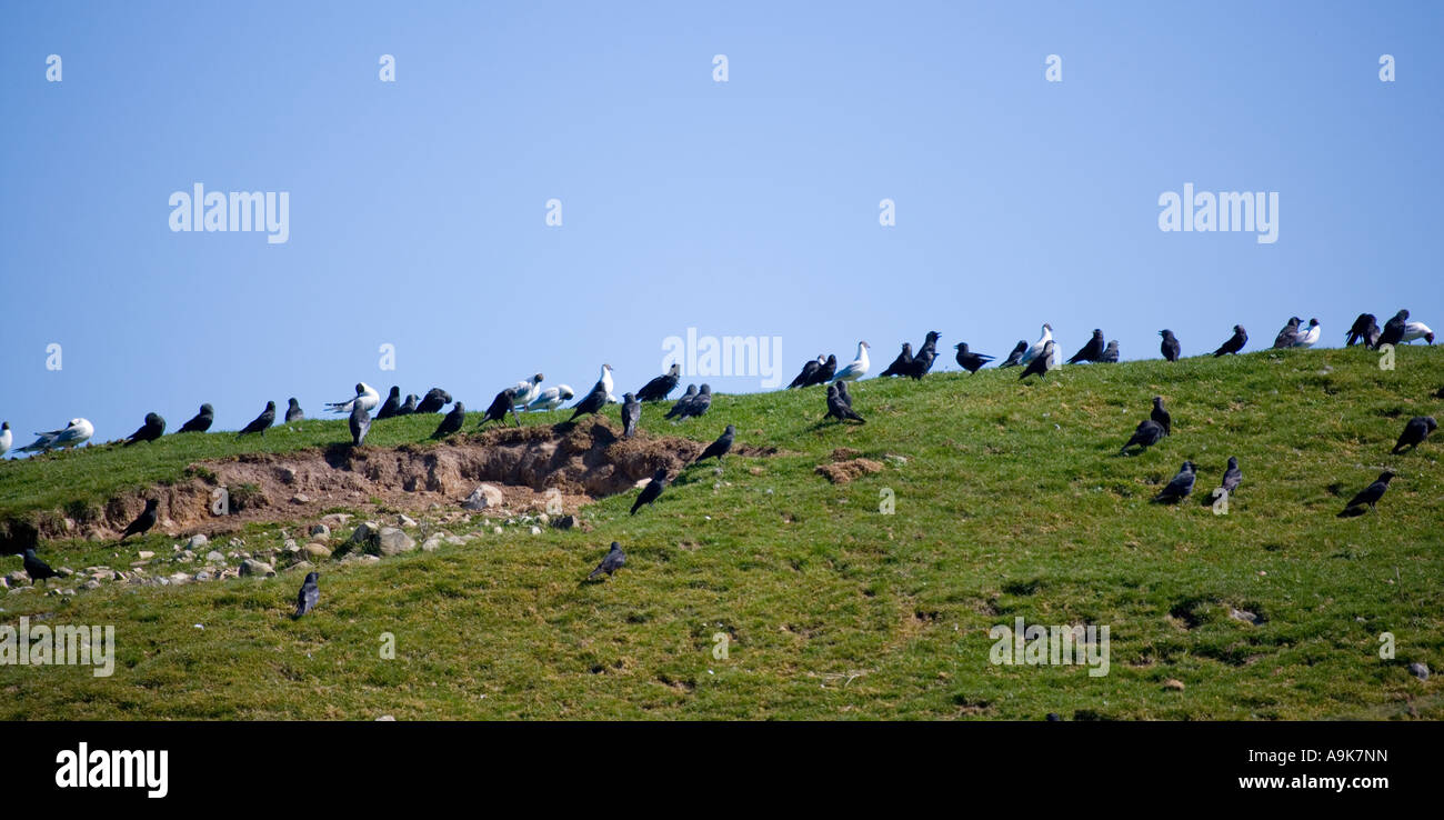 Crows and Gulls on hillside Stock Photo