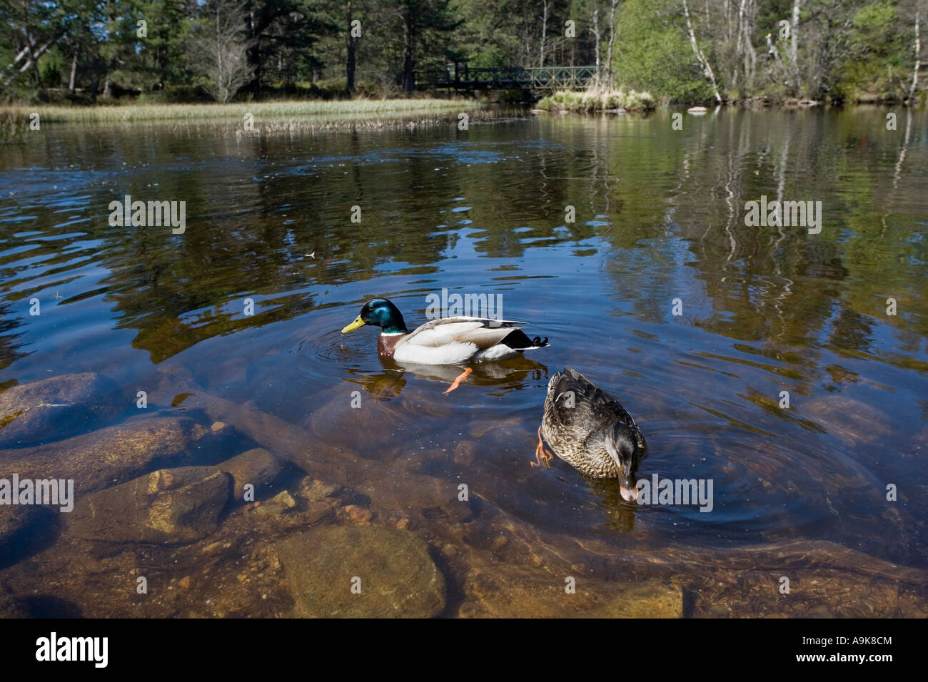 Wide angle view of Two Mallards on Lake Stock Photo
