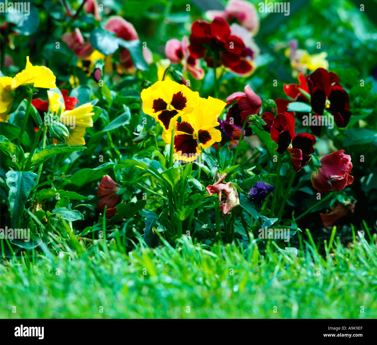 Common Pansy Display Stock Photo