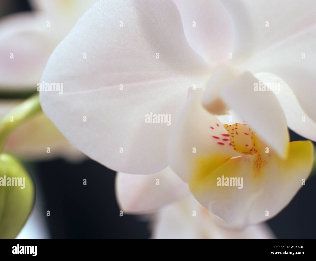 White Butterfly Orchid Phalaenopsis in close up selectively focused on the yellow lip petal of one backlit flower Stock Photo