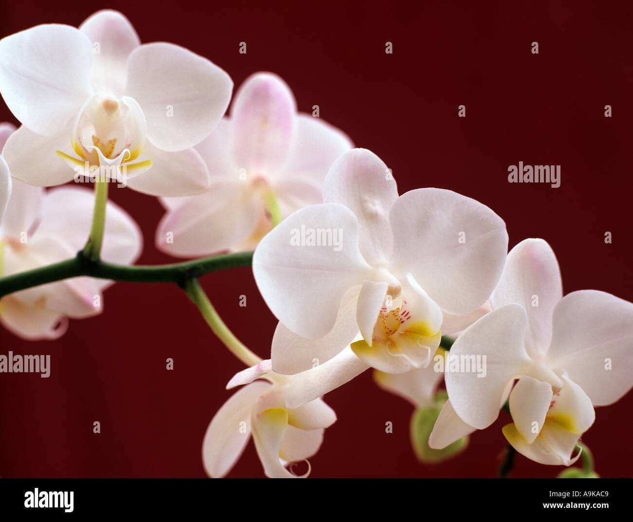 White 'Butterfly Orchid' Phalaenopsis Close up of a spike of backlit flowers against a red background Stock Photo