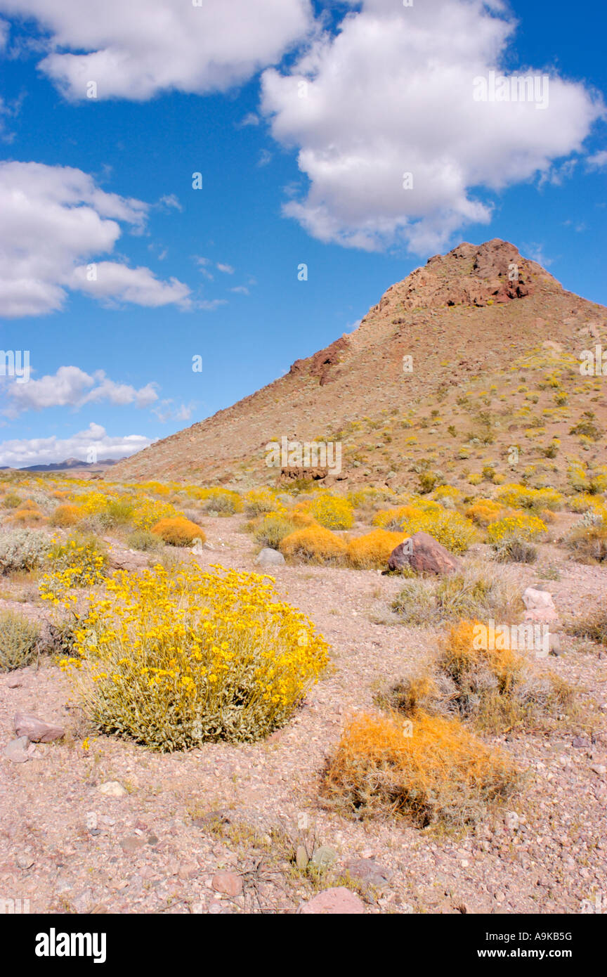 Toothed Dodder and Brittlebush in the Black Mountains Death Valley National Park California