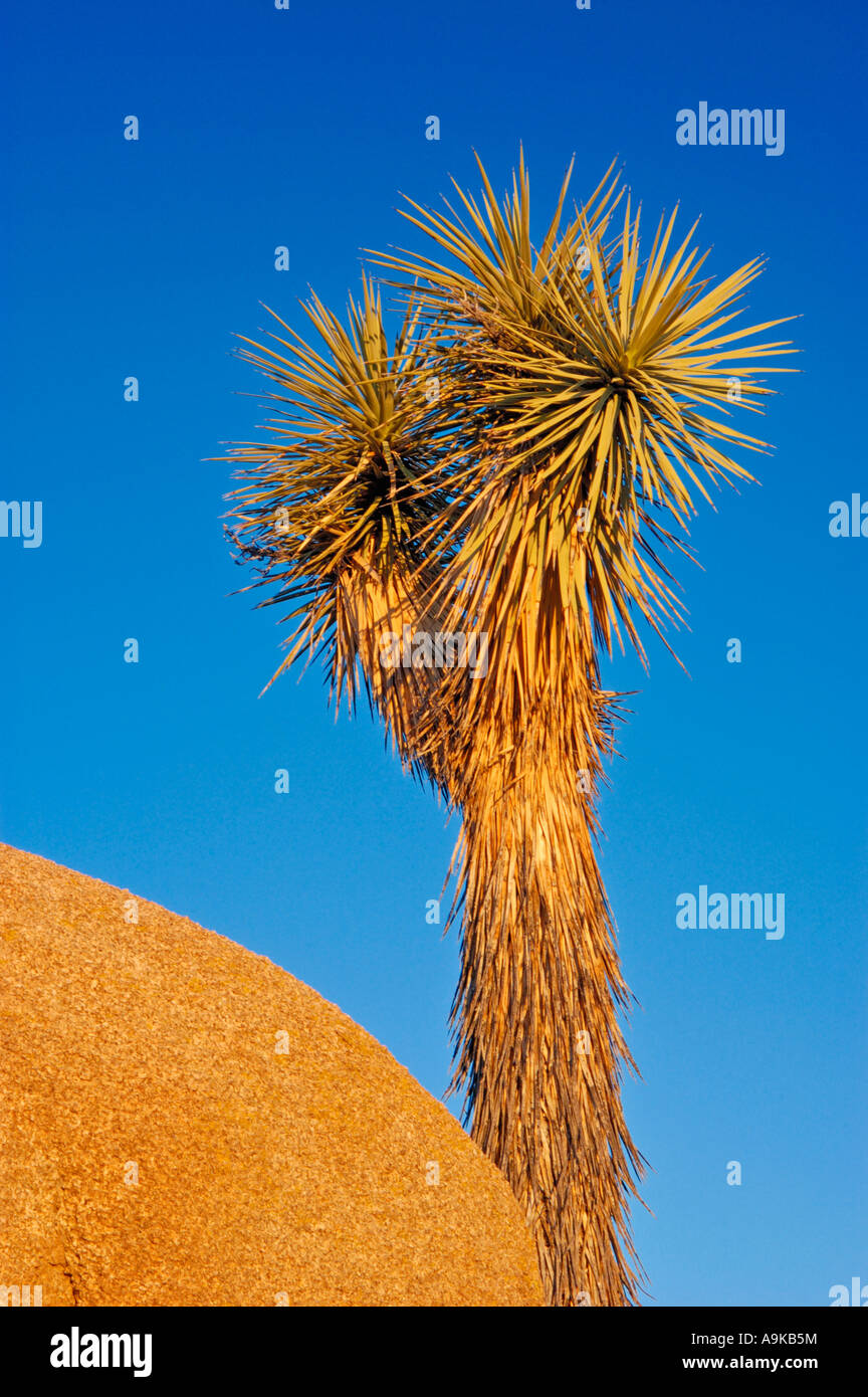 Joshua Tree and granite boulder Jumbo Rocks Joshua Tree National Park ...