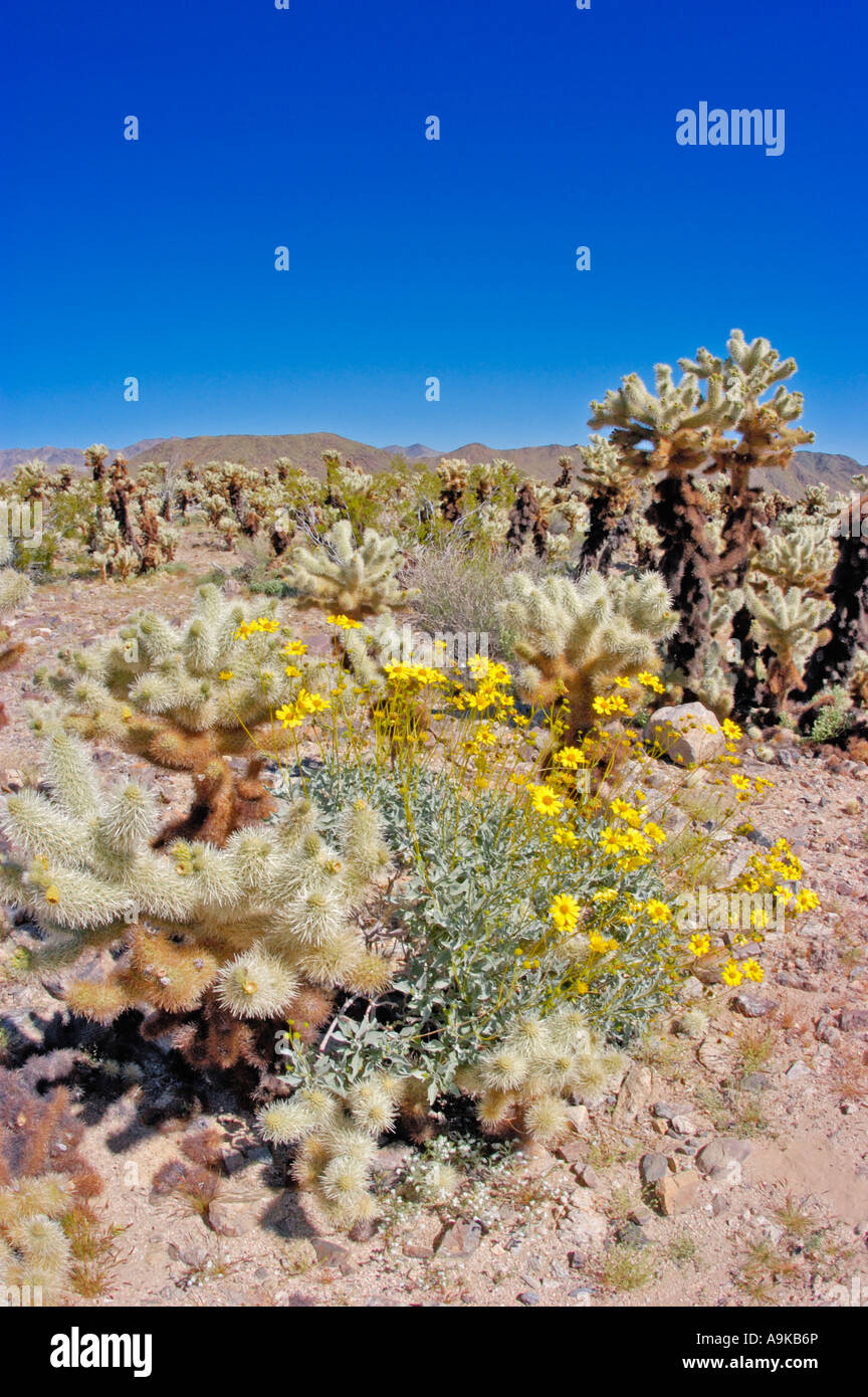 Opuntia bigelovii brittlebush hires stock photography and images Alamy