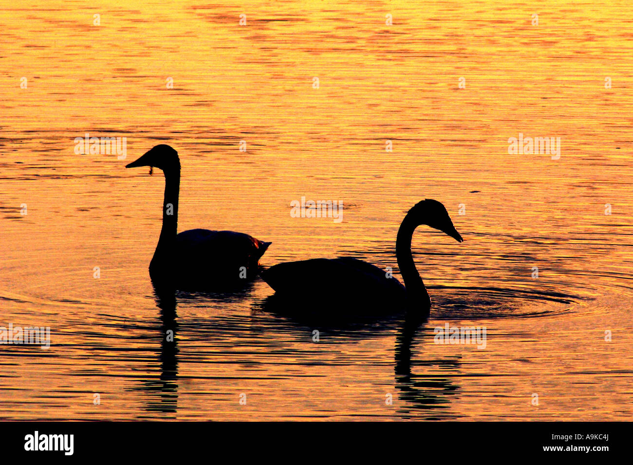 whooper swan (Cygnus cygnus), Whoopers at Talvijaervi lake, Finland, Oulu, Kuusamo Stock Photo