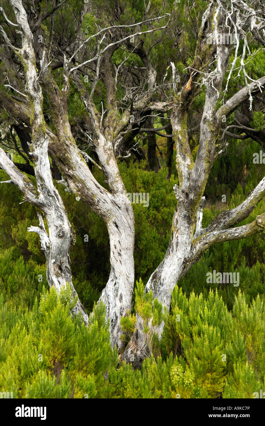 tree heath (Erica arborea), single tree with curios trunk, Portugal, Madeira Stock Photo