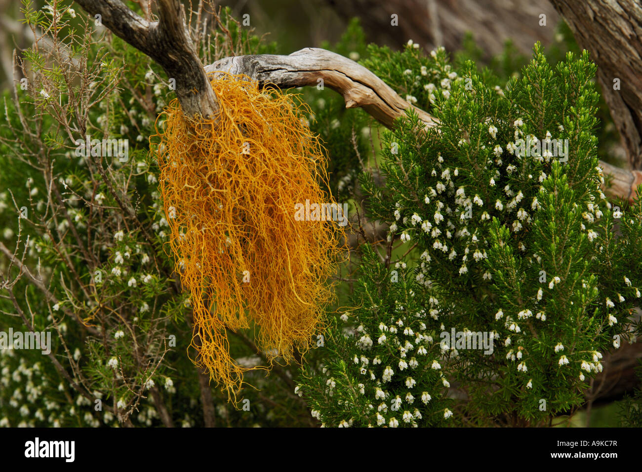tree heath (Erica arborea), blooming tree with lichen, Portugal, Madeira Stock Photo