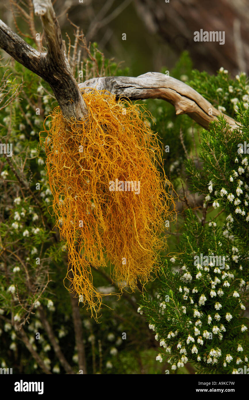 tree heath (Erica arborea), blooming tree with lichen, Portugal, Madeira Stock Photo