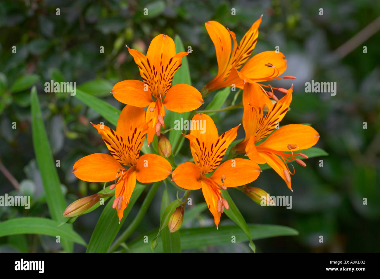 Alstroemeria aurea Stock Photo