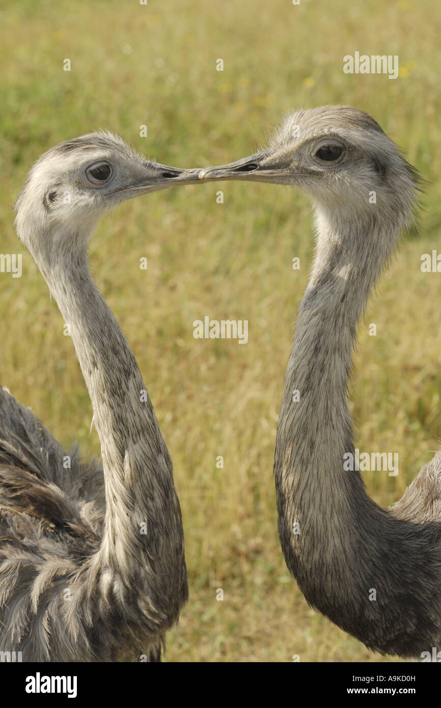 greater rhea (Rhea americana), two birds face by face Stock Photo - Alamy