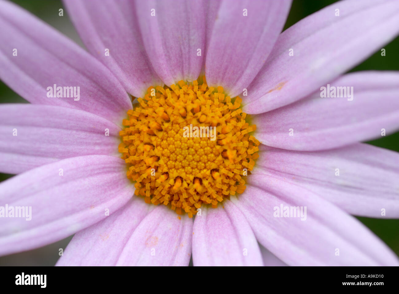 Argyranthemum Petite Pink Stock Photo