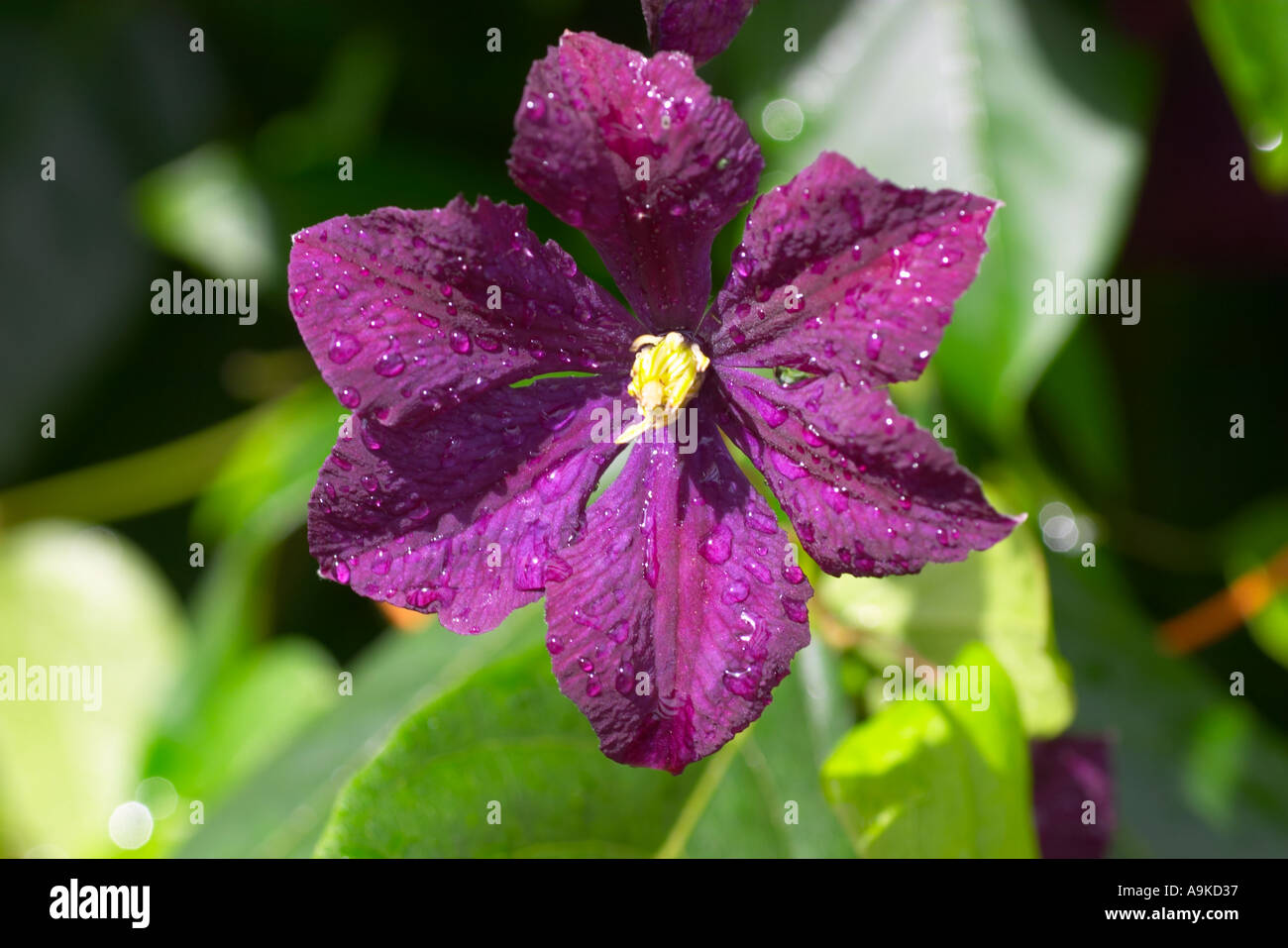 Clematis Etoile Violette Stock Photo
