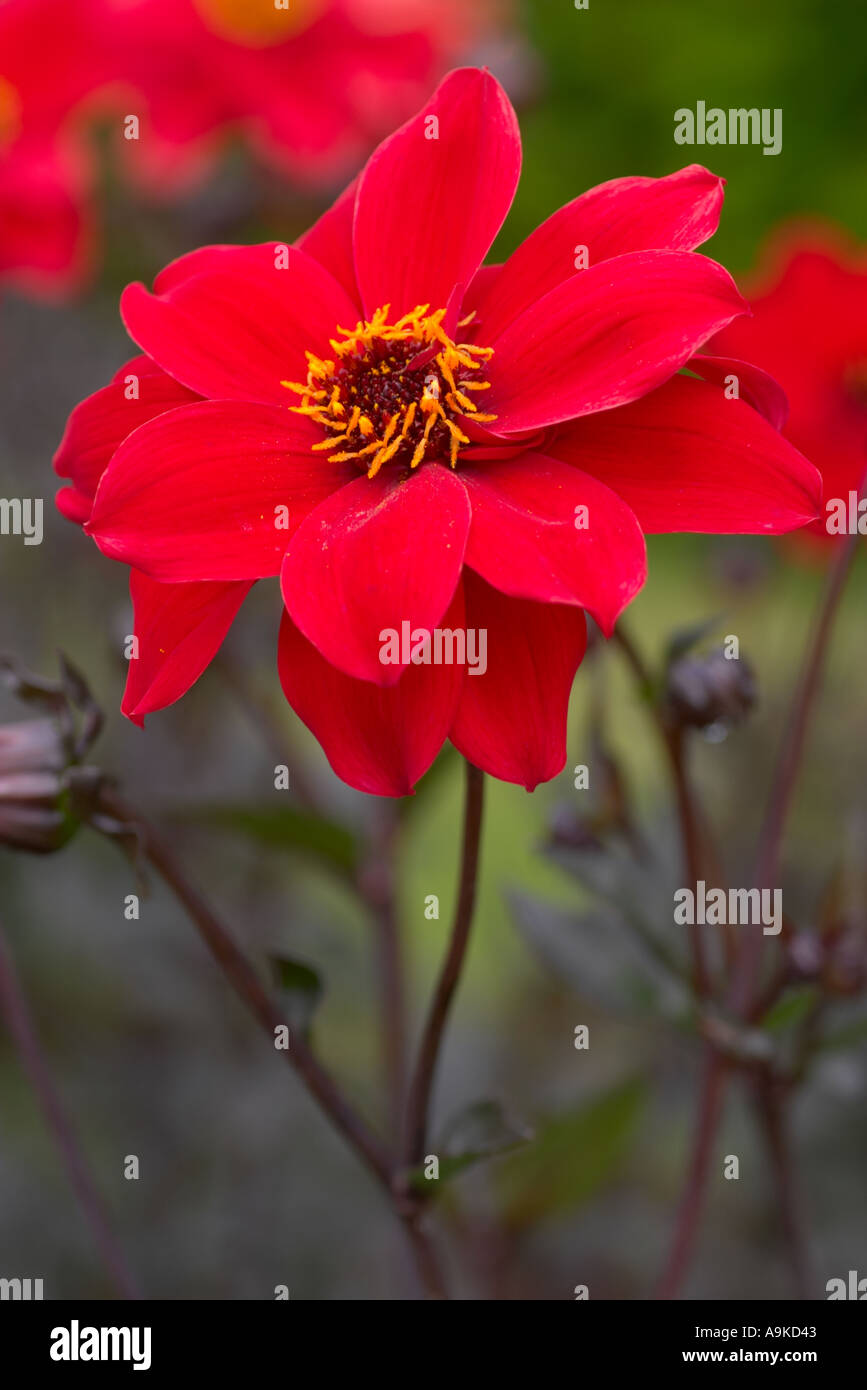 Dahlia Bishop of Llandaff Stock Photo