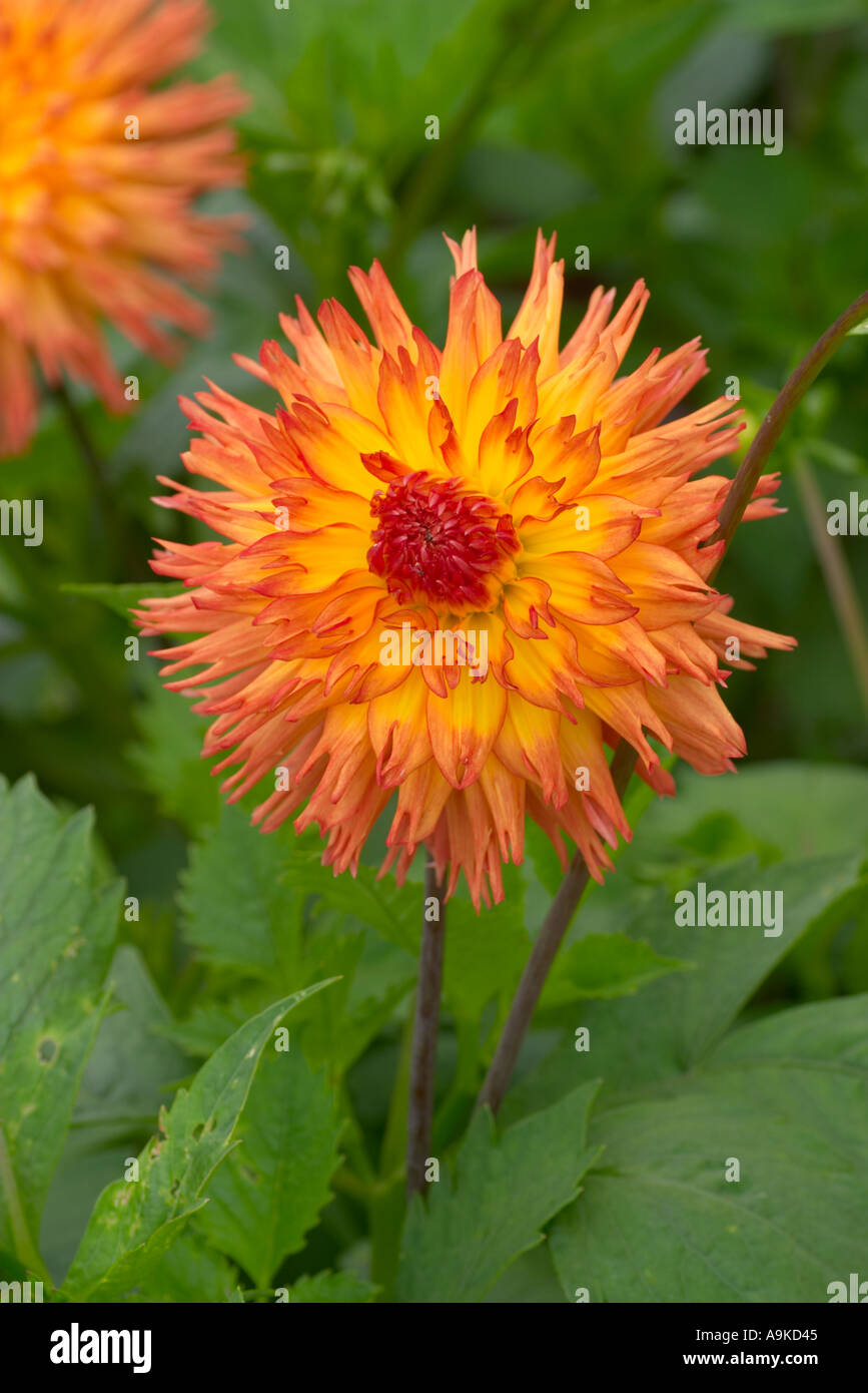 Dahlia Nargold Stock Photo