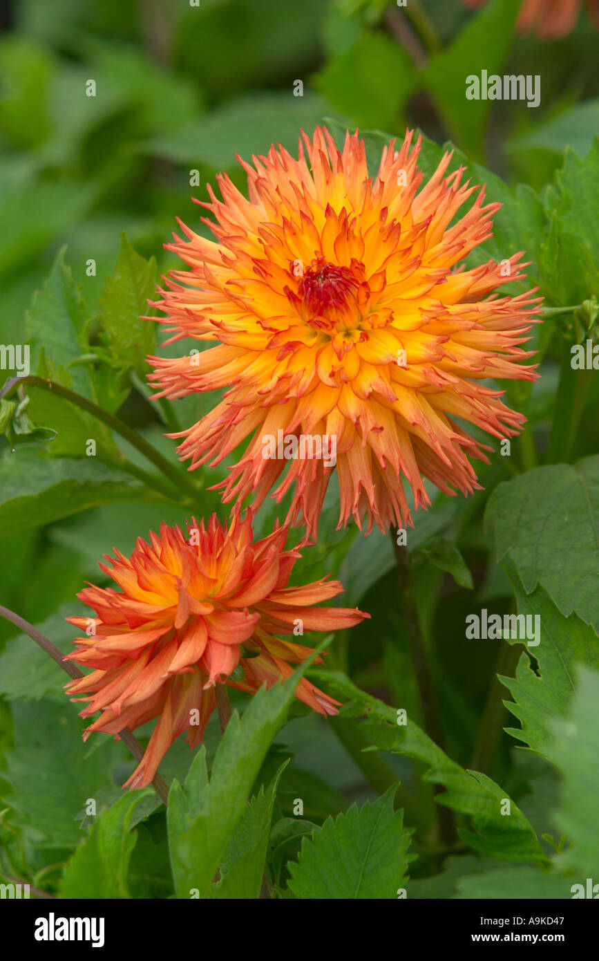 Dahlia Nargold Stock Photo