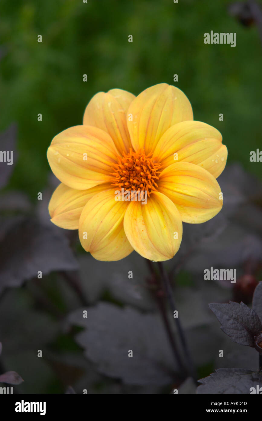 Dahlia Yellow Hammer Stock Photo