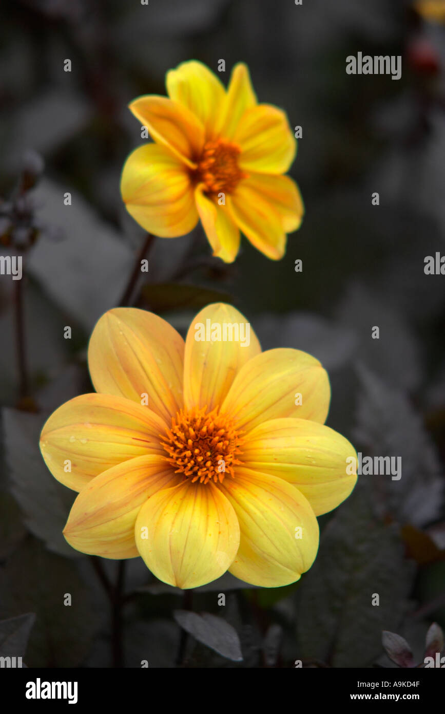 Dahlia Yellow Hammer Stock Photo
