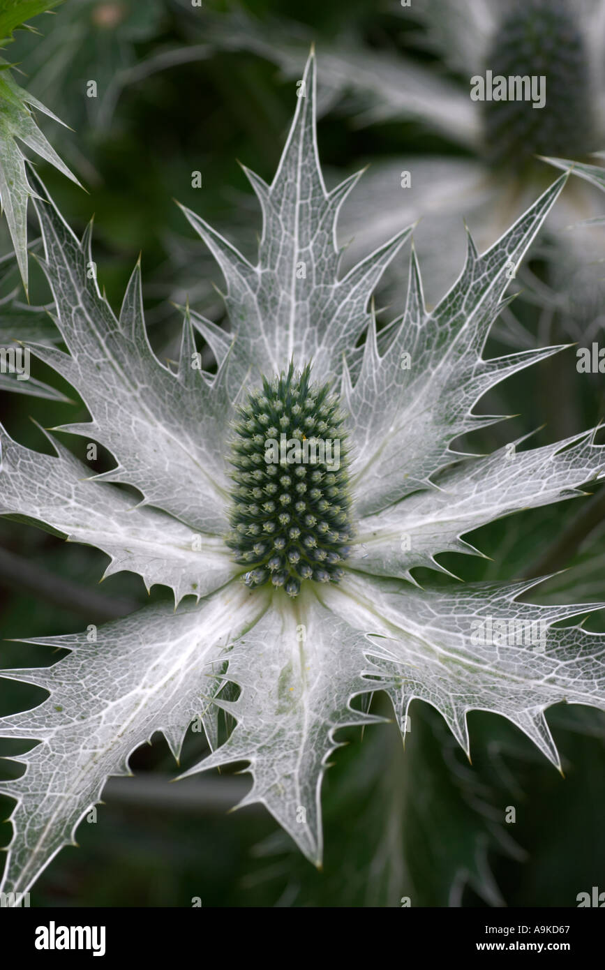 Eryngium giganteum Silver Ghost Stock Photo Alamy
