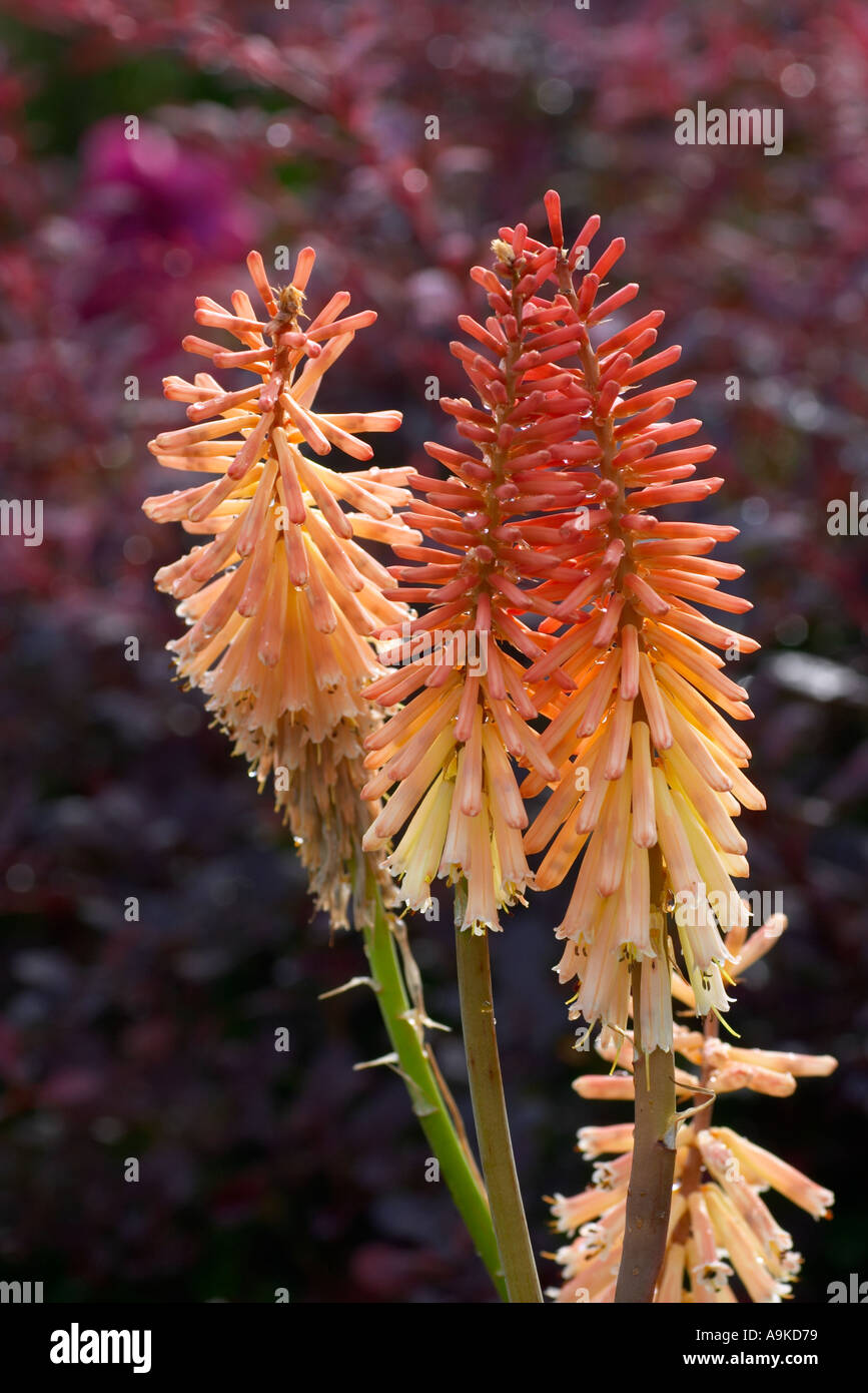 Kniphofia Jenny Bloom Stock Photo