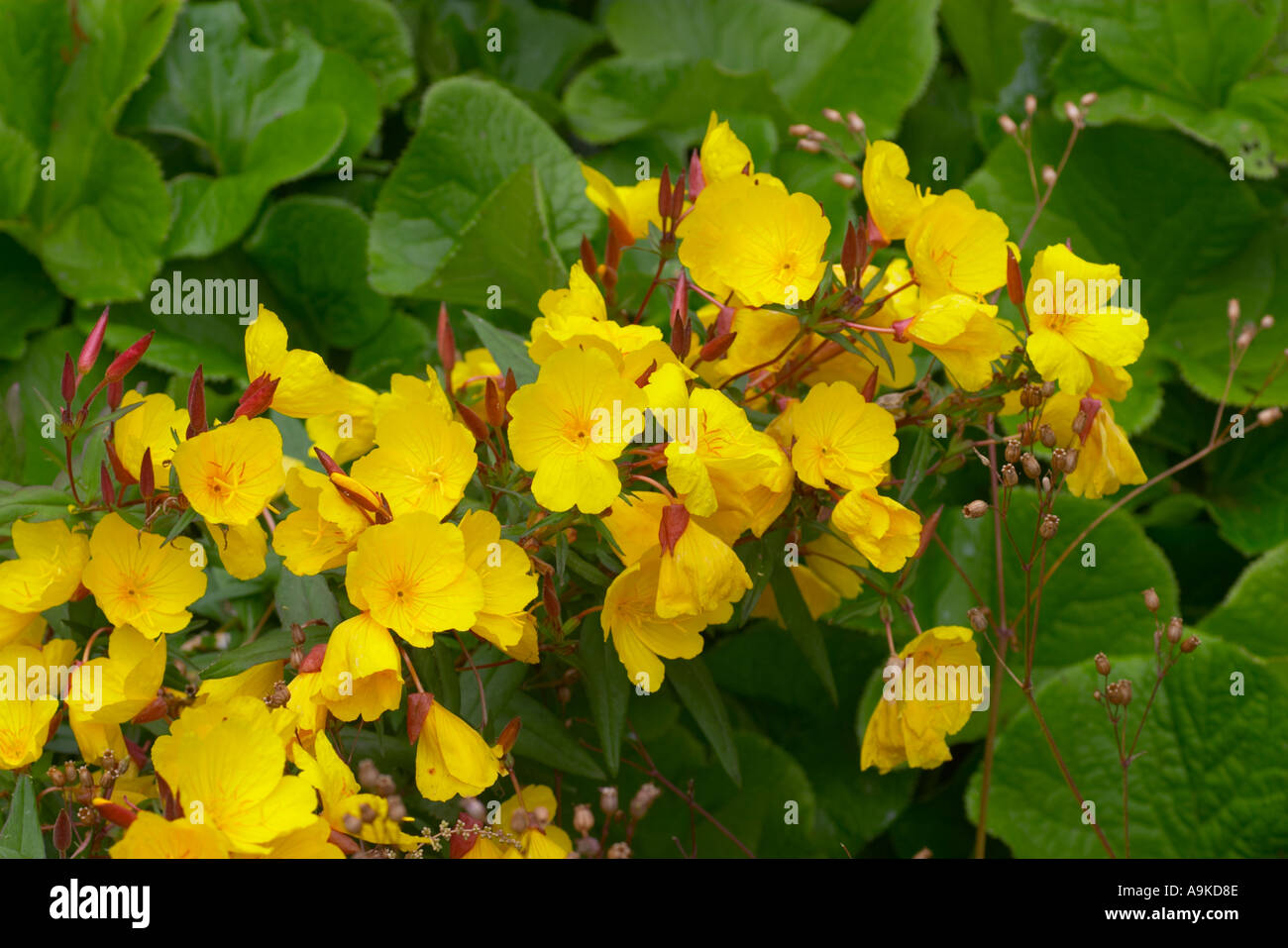 Oenothera fruticosa ssp Glauca Sonnenwende Stock Photo